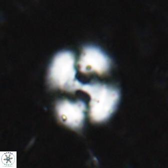 Watznaueria biporta 14735