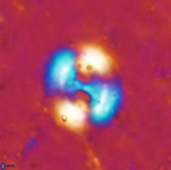 Watznaueria biporta 14736