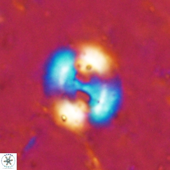 Watznaueria biporta 14736