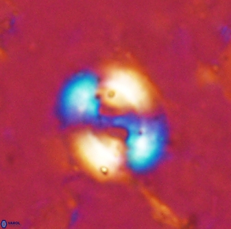 Watznaueria biporta 14737