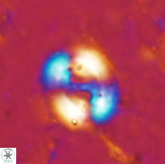 Watznaueria biporta 14737