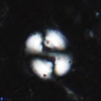 Watznaueria biporta 14738