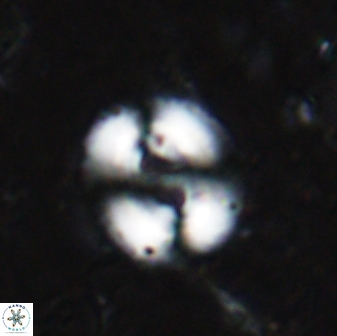 Watznaueria biporta 14738