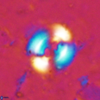 Watznaueria biporta 14733