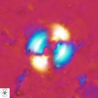 Watznaueria biporta 14733