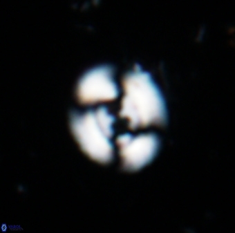 Watznaueria biporta 1702