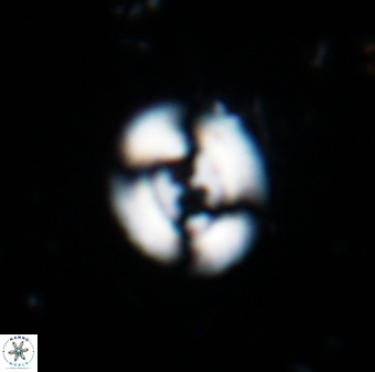 Watznaueria biporta 1702