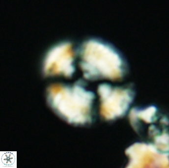 Watznaueria biporta 2629