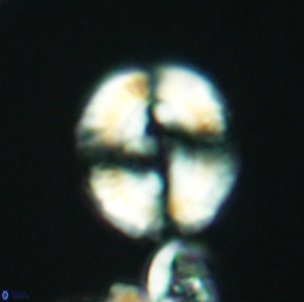 Watznaueria biporta 2632