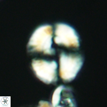 Watznaueria biporta 2632