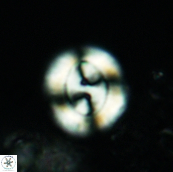 Watznaueria biporta 3557