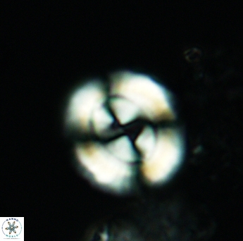 Watznaueria biporta 3560