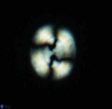 Watznaueria biporta 4227