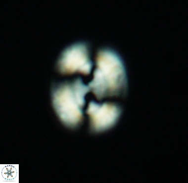 Watznaueria biporta 4227