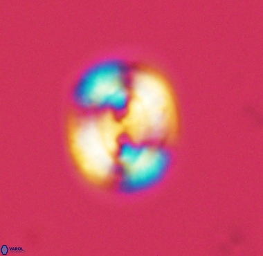 Watznaueria biporta 4228