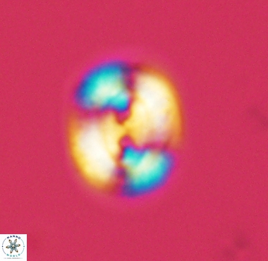 Watznaueria biporta 4228