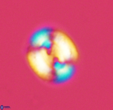 Watznaueria biporta 4229