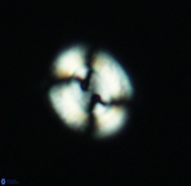 Watznaueria biporta 4230