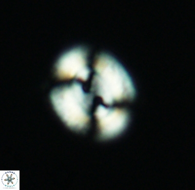 Watznaueria biporta 4230