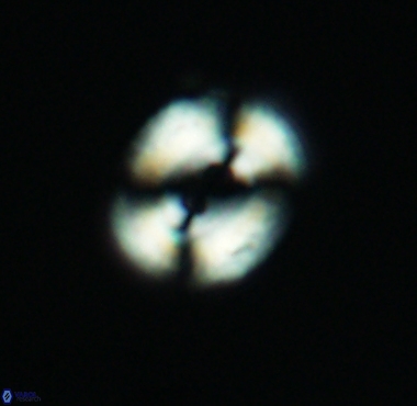 Watznaueria biporta 4231