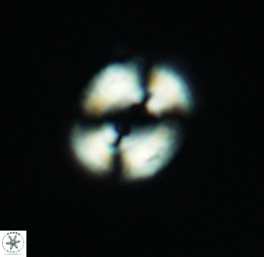 Watznaueria biporta 4231