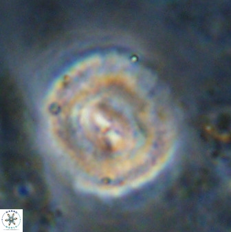 Watznaueria cauveryensis 36327