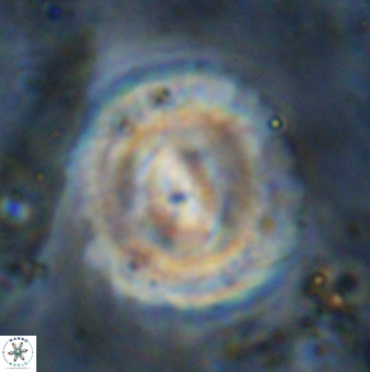 Watznaueria cauveryensis 36329