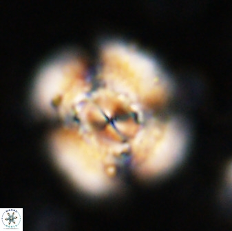 Watznaueria cauveryensis 36339