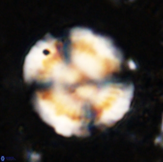 Watznaueria cauveryensis 36342