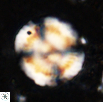 Watznaueria cauveryensis 36342