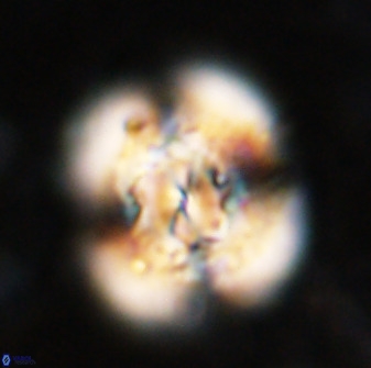 Watznaueria cauveryensis 36343