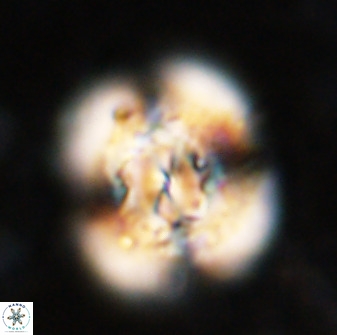Watznaueria cauveryensis 36343
