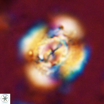 Watznaueria cauveryensis 36348