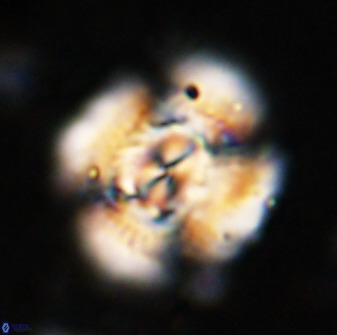 Watznaueria cauveryensis 36350
