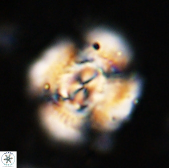Watznaueria cauveryensis 36350