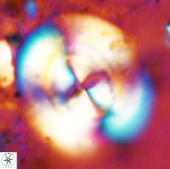 Watznaueria cauveryensis 38817