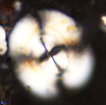 Watznaueria cauveryensis 38818