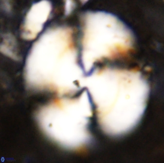 Watznaueria cauveryensis 38820