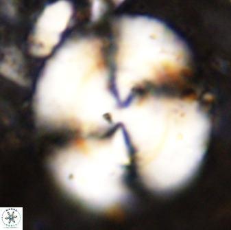 Watznaueria cauveryensis 38820