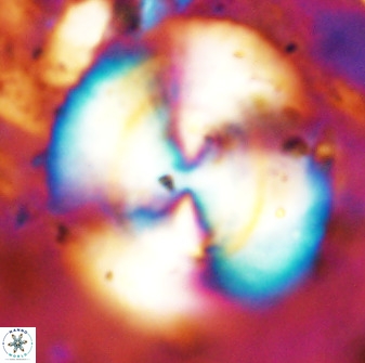Watznaueria cauveryensis 38821