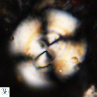Watznaueria cauveryensis 38822
