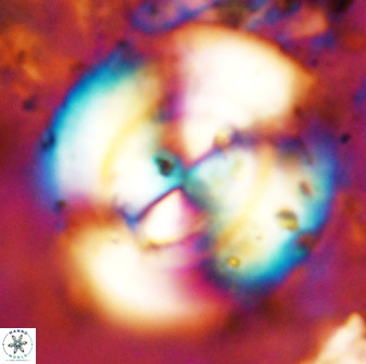 Watznaueria cauveryensis 38823