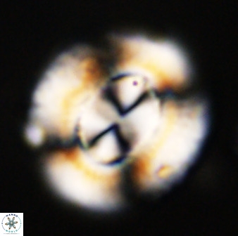 Watznaueria cauveryensis 39853