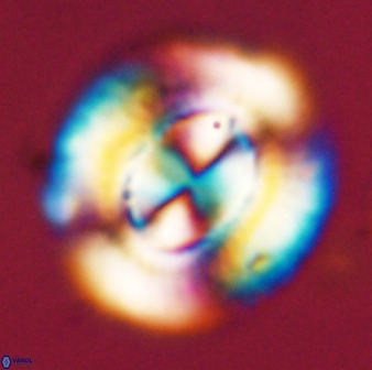 Watznaueria cauveryensis 39854