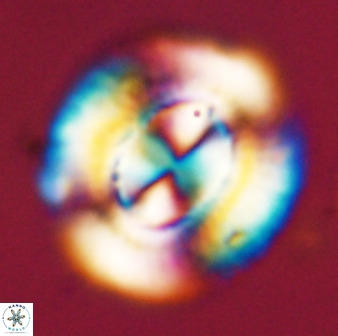 Watznaueria cauveryensis 39854