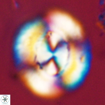 Watznaueria cauveryensis 39855