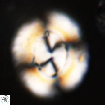 Watznaueria cauveryensis 39856