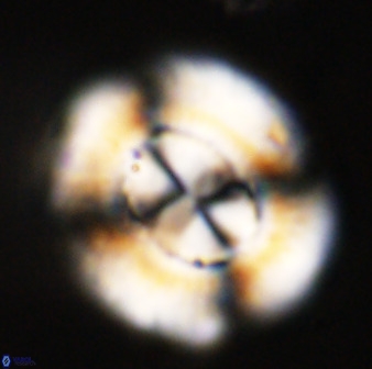 Watznaueria cauveryensis 39857