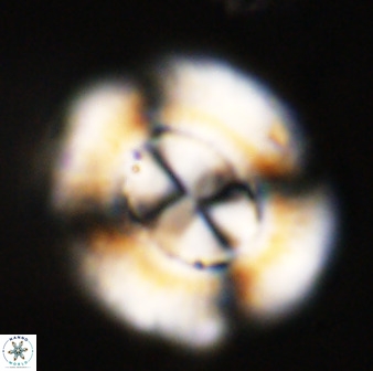 Watznaueria cauveryensis 39857