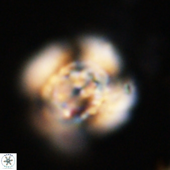 Watznaueria cauveryensis 40602